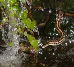 garter snake swimming in waterfall
