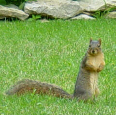 squirrel posing
