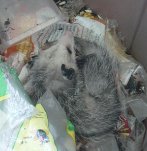 baby oppossum in feed barrel