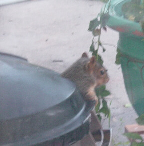 thief squirrel exiting feed barrel