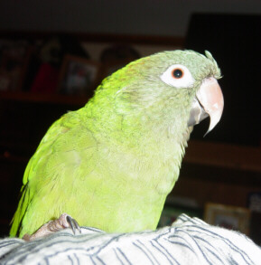 fred, our blue-headed conure