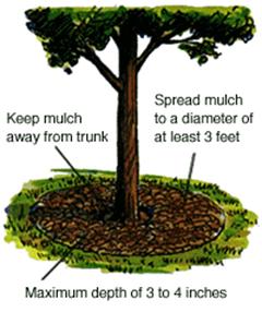 Keep mulch away from the trunk, three feet in diameter, and no more than three or four inches deep.