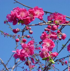 cascading peach tree blooming
