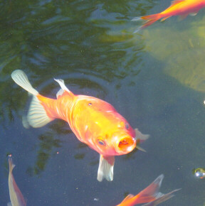 hungry gold fish