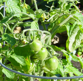 red alert tomatoes
